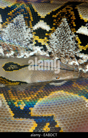 Serpente del pitone Foto Stock