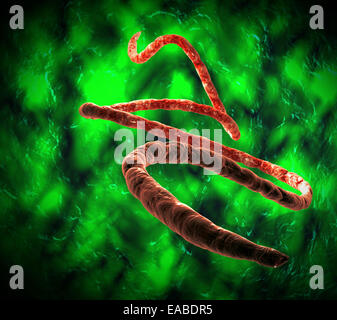 Il virus di Ebola vista microscopico. Foto Stock