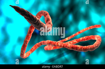 Il virus di Ebola vista microscopico. Foto Stock