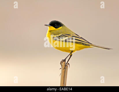 Wagtail giallo, Motacilla flava Foto Stock