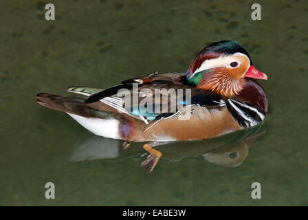 Anatra di mandarino, Aix galericulata, nuotare Foto Stock