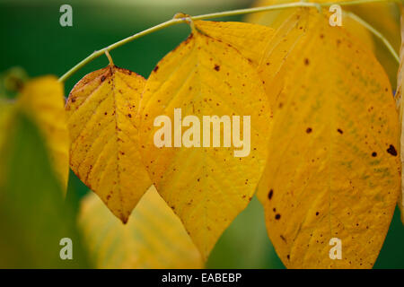 Autunno foglie d'oro del Kentucky yellowwood tree Jane Ann Butler JABP Fotografia1344 Foto Stock