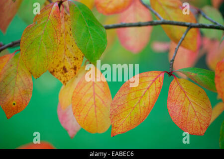 Splendida colorato foglie autunnali della gomma nera tree Jane Ann Butler JABP Fotografia1345 Foto Stock