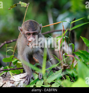 Macachi mangiatori di granchi - Macaca fascicularis - noto anche come la lunga coda macaque, Bako National Park, Sarawak, Malaysia Foto Stock