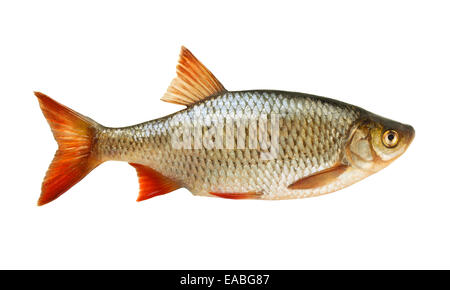 Rudd comune (Scardinius erythropthalmus) isolato su bianco Foto Stock