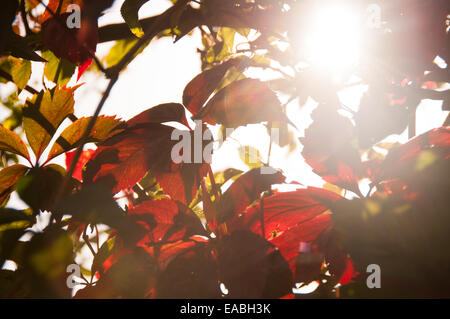 Albero nella luce del sole splendente attraverso di essa di foglie di colore viola Foto Stock