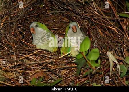 Monaco parrocchetto (Myiopsitta monachus) matura in colonizzatori nest Foto Stock