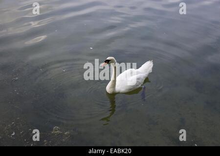 In Swan Tring serbatoi, Hertfordshire, Regno Unito Foto Stock