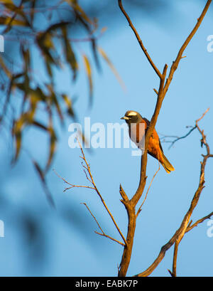 Bianco-browed Woodswallow, (Artamus superciliosus), NSW, Australia Foto Stock