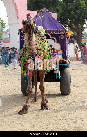 Animale, camel, colori, creatura, creature decorate, decorazione, intrattenimento, evento, eventi, equo, fiere, famoso, festival, Foto Stock