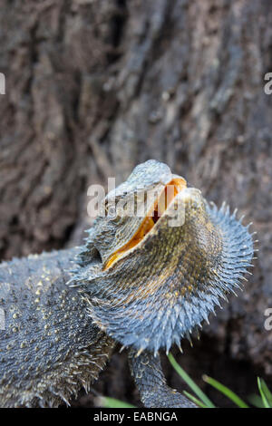 Orientale Drago Barbuto (Pogona barbata) nel display di minaccia, Victoria, Australia Foto Stock