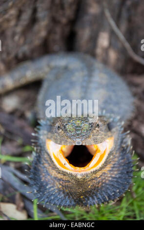 Orientale Drago Barbuto (Pogona barbata) nel display di minaccia, Victoria, Australia Foto Stock