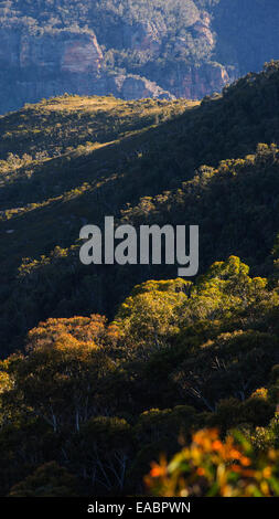 Vista di bushland e aspre gole di arenaria nel Parco Nazionale Blue Mountains, NSW, Australia Foto Stock