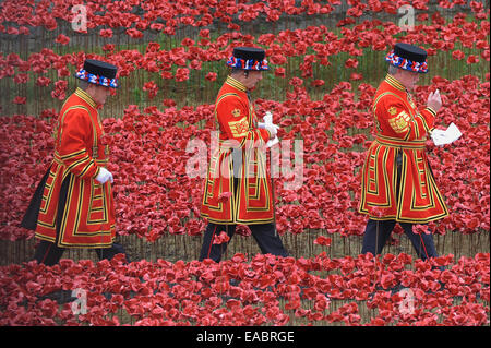 Londra, Regno Unito. 11 Novembre, 2014. Il giorno dell'Armistizio presso la Torre di Londra, l'ultimo di papavero in ceramica di 888,246 comprendente il 'Paolo Cummins' arte di installazione "Sangue spazzata di terre e di Mare Rosso è piantato da un giovane Cadet. Ogni papavero rappresenta un britannico o coloniale fatalità militare durante la Prima Guerra Mondiale. Nella foto: Yeoman della guardia tra i papaveri. Credito: Stephen Chung/Alamy Live News Foto Stock