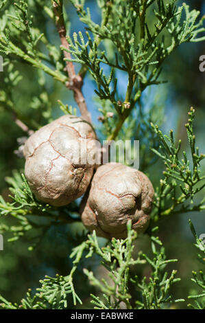 Tecate cipresso, Cupressus forbesii , marrone a tema, sfondo verde. Foto Stock