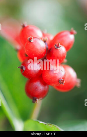 Caprifoglio, Lonicera periclymenum, rosso oggetto. Foto Stock