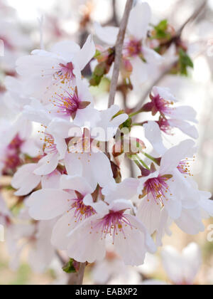 Dettaglio dei fiori di ciliegio su albero in primavera. Foto Stock