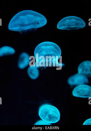 Luna meduse, Aurelia aurita, a Sydney Sea Life Aquarium di Sydney, Nuovo Galles del Sud, Australia