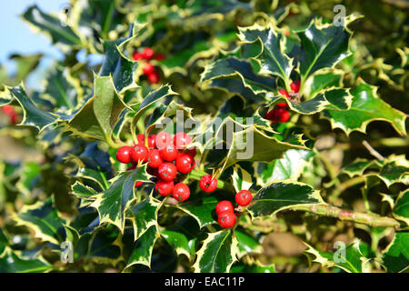 Holly (Ilex aquifolium) bacche e foglie, Osborne House, East Cowes, Isle of Wight, England, Regno Unito Foto Stock