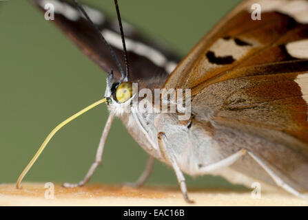 Viola Imperatore Butterfly Apatura iris REGNO UNITO Foto Stock