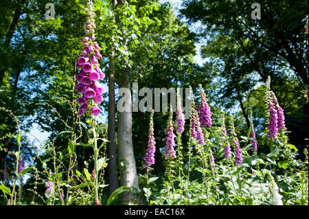 Foxglove comune Digitalis purpurea Kent REGNO UNITO Foto Stock