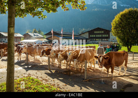 Asta di bestiame in Därstetten, cantone di Berna, Svizzera Foto Stock