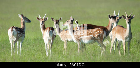 Daino Dama Dama Richmond Park London REGNO UNITO Foto Stock