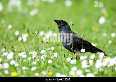 Taccola Corvus monedula Barnes London REGNO UNITO Foto Stock