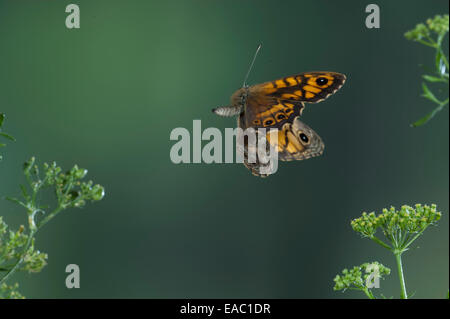 Parete Butterfly Lasiommata megera Kent REGNO UNITO Foto Stock