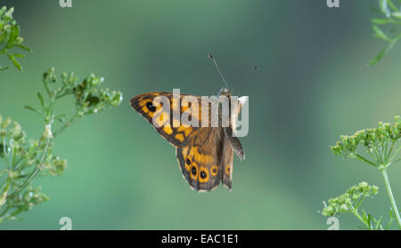 Parete Butterfly Lasiommata megera Kent REGNO UNITO Foto Stock