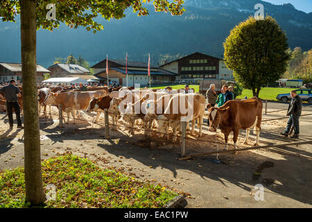 Asta di bestiame in Därstetten, cantone di Berna, Svizzera Foto Stock