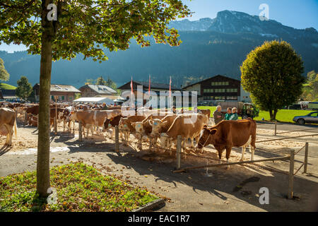 Asta di bestiame in Därstetten, cantone di Berna, Svizzera Foto Stock