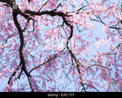 Cherry Blossoms from below on bright spring day Foto Stock