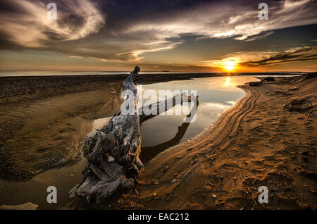 Il driftwood sulla spiaggia Grecia Foto Stock