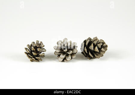 Gruppo di tre pino rocche a sfondo bianco Foto Stock