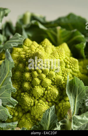 Chiudere l immagine delle rosette di cavolfiore Romanesco Foto Stock