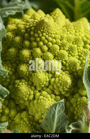 Chiudere l immagine dei broccoli di organico Romanesco cavolfiore Foto Stock