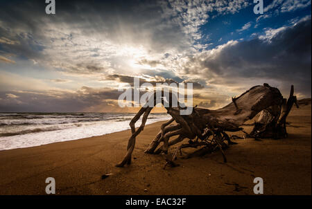 Il driftwood sulla spiaggia Grecia Foto Stock