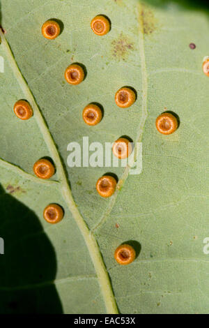 Pulsante di seta Spangle Galli; Neuroterus numismalis; su una foglia di quercia; Quercus petraea; Regno Unito Foto Stock