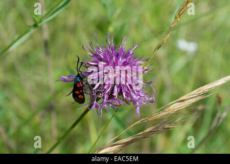 Cinque spot Burnett moth alimentazione su un selvaggio fiore fiordaliso testa Foto Stock