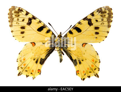 Festone orientale (Allancastria cerisyi) farfalla Foto Stock