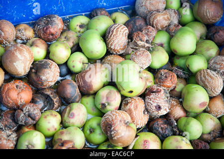 Guardando verso il basso a partire da sopra a un mucchio di marciume mele Foto Stock
