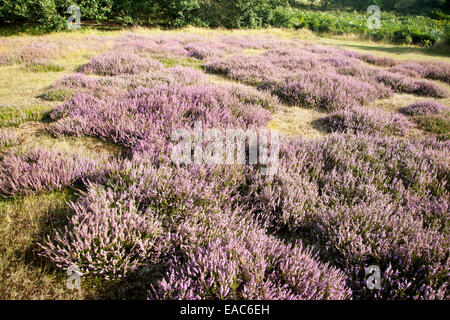 Fioritura viola heather piante che crescono sulla brughiera in estate, Shottisham, Suffolk, Inghilterra, Regno Unito Suffolk coste e Heath AONB Foto Stock