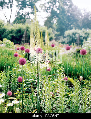 Alliums nel giardino di primavera Foto Stock