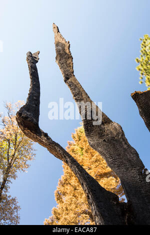 Il re il fuoco che bruciò 97,717 acri di El Dorado National Forest in California, Stati Uniti d'America. A seguito di un'architettura senza precedenti con 4 anno Foto Stock