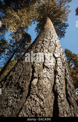 Il re il fuoco che bruciò 97,717 acri di El Dorado National Forest in California, Stati Uniti d'America. A seguito di un'architettura senza precedenti con 4 anno Foto Stock