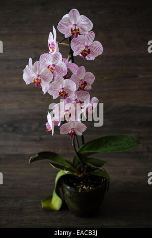 Strisce rosa su orchidea bianca nella parte anteriore del background in legno Foto Stock