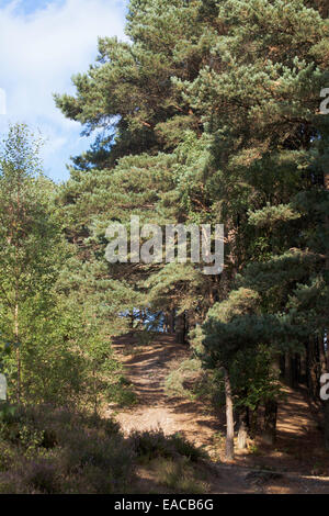 Foresta di pino silvestre alberi cui Canford Heath Poole Dorset Inghilterra Foto Stock