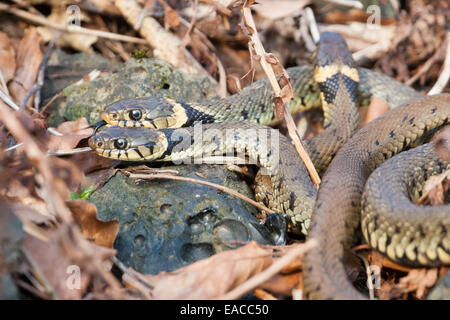 Tre bisce crogiolarsi nella primavera sole sui cumuli di scorie al vecchio lavorazioni di piombo alla Certosa di San Giacomo Foto Stock
