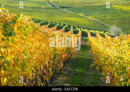 Paesaggio in autunno con variopinti vigneti e uve da vino in Piemonte, Italia Foto Stock